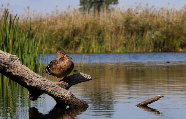 Duck perching on a lake