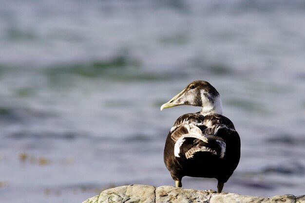 Photo duck perching on rock