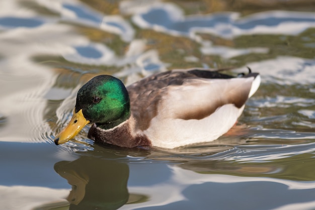 Duck in a pond in autumn season.