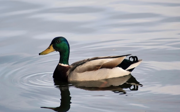 Duck on the pond