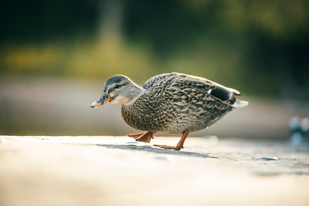 Duck quack loopt op de houten brug over het lake tahoe