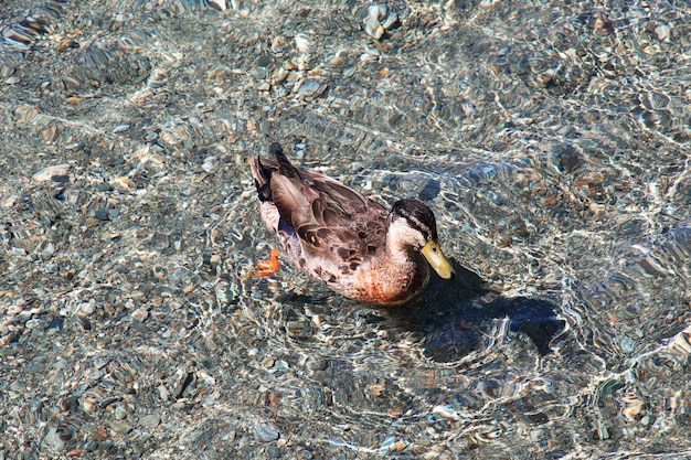 Photo duck in queenstown city on south island, new zealand