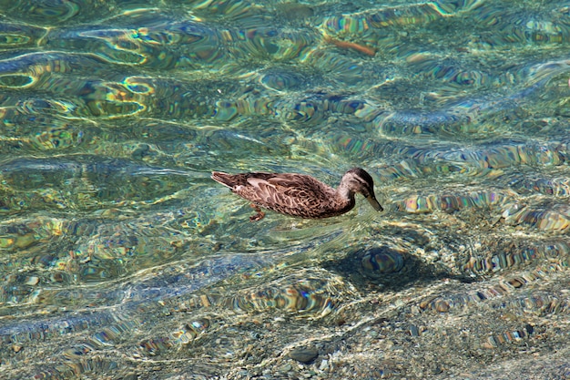 Duck in Queenstown city on South island, New Zealand