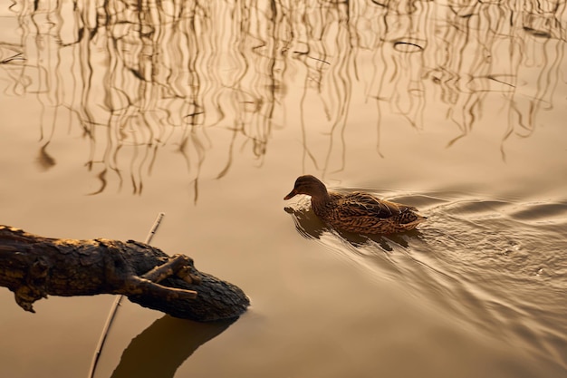 Duck and the reflection of reeds in the water