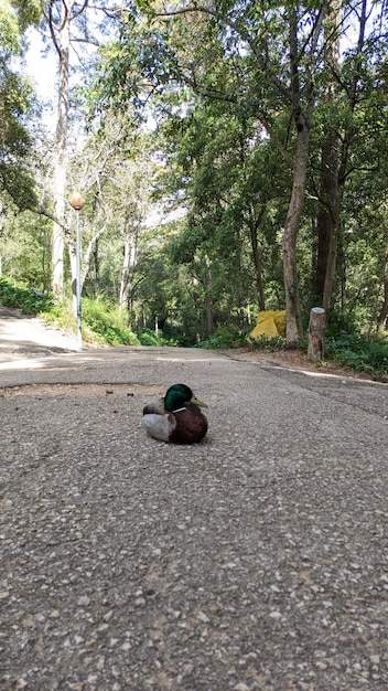 Foto anatra che riposa nel parco sull'asfalto all'ombra