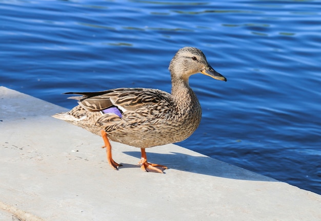 Duck on the riverside