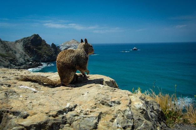 Duck on rock by sea against sky