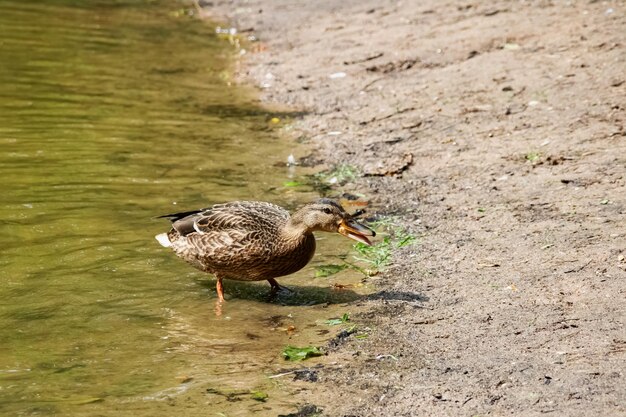 Duck on the sandy river bank close up