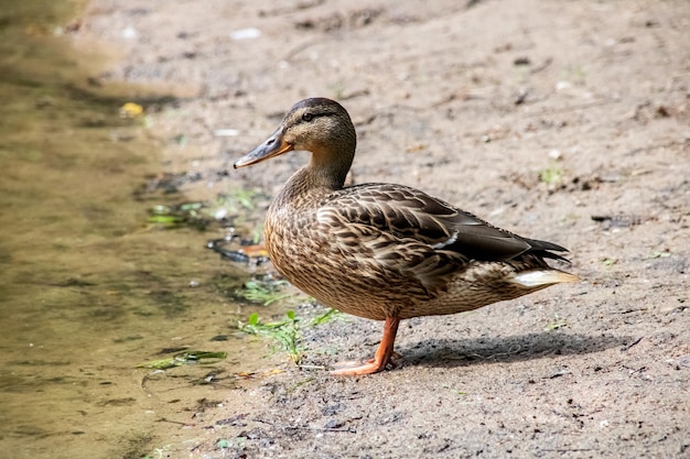 Duck on the sandy river bank close up