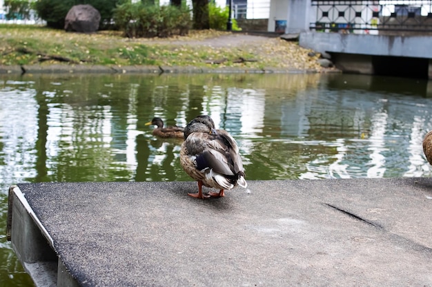 夏に貯水池の岸にいるカモ