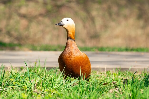 Duck on the shore