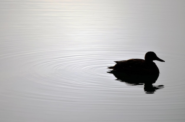 Photo duck silhouette