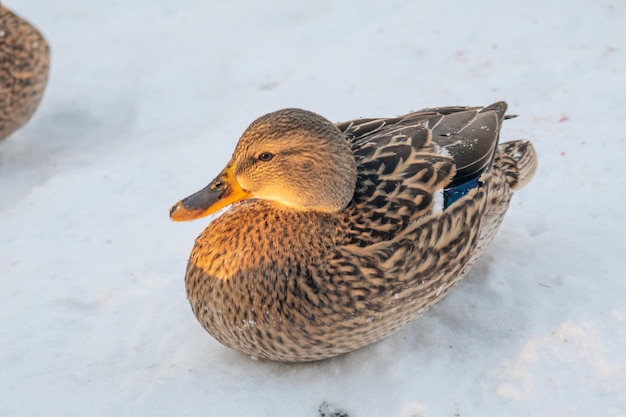 A duck sits in the snow in the sun