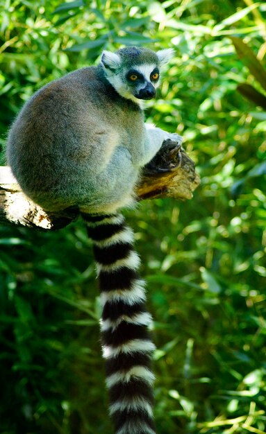 写真 木に座っているアヒル