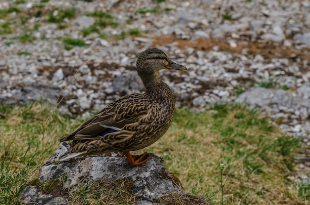 Duck sitting on stone