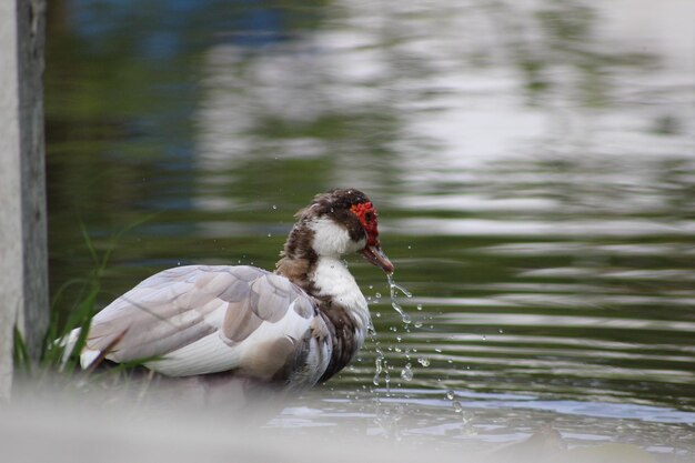 Photo duck splashing water in lake