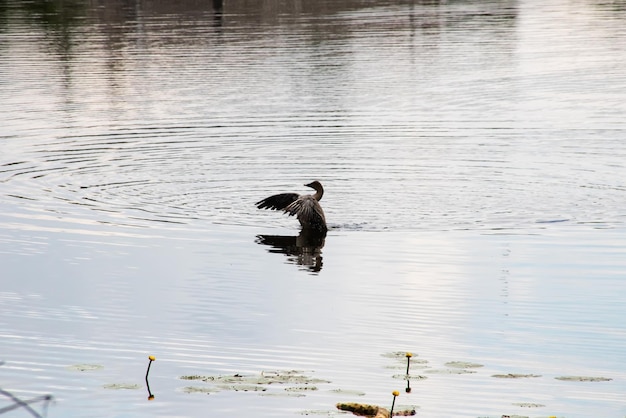 Duck spread its wings on the water