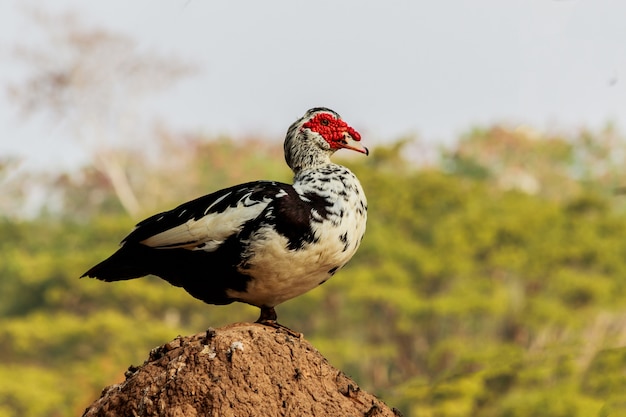 Duck standing on the mound in the farm.