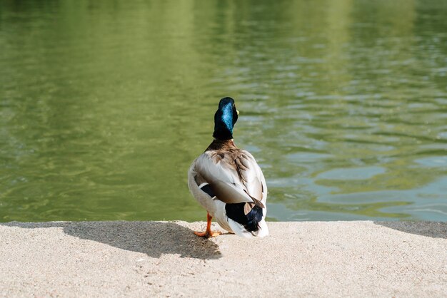 Утка стоит на берегу у воды в солнечный день Вид сзади на дикую птицу на открытом воздухе