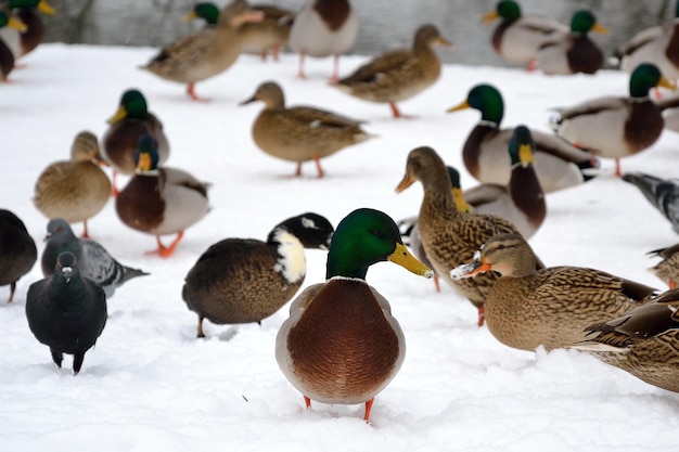 A duck standing in the snow