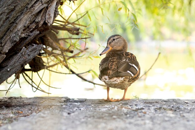 duck stands by the tree