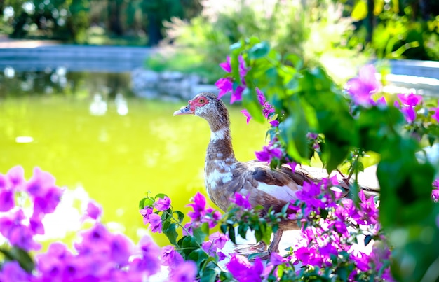 Duck stands on a pond in flowers