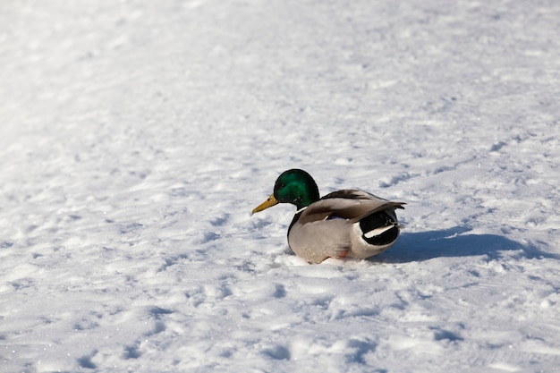 The duck stayed for the winter in Europe, the cold season with frosts and snow, the duck sit in the snow during frosts and cold weather