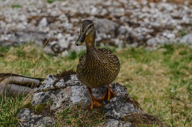 Duck on stone