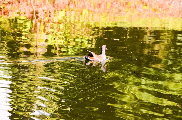 Foto anatra che nuota in un fiume di acqua verde.