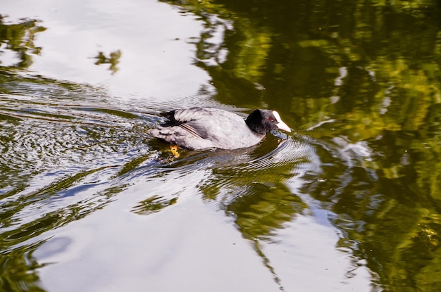 Photo duck swimming in a green water river.