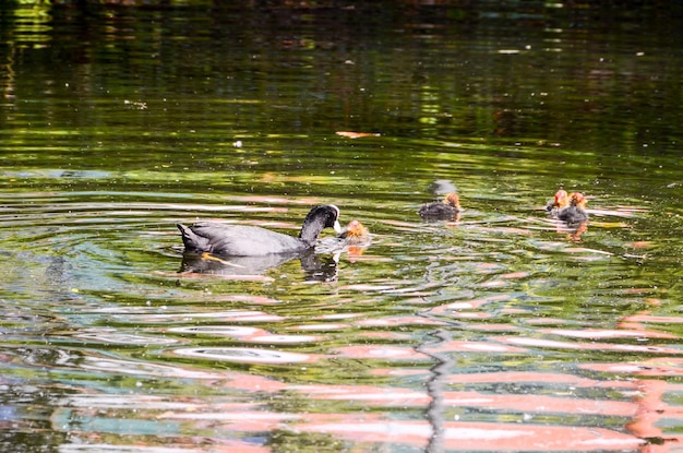 Photo duck swimming in a green water river.