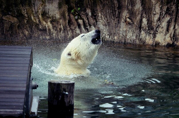 写真 湖で泳ぐアヒル