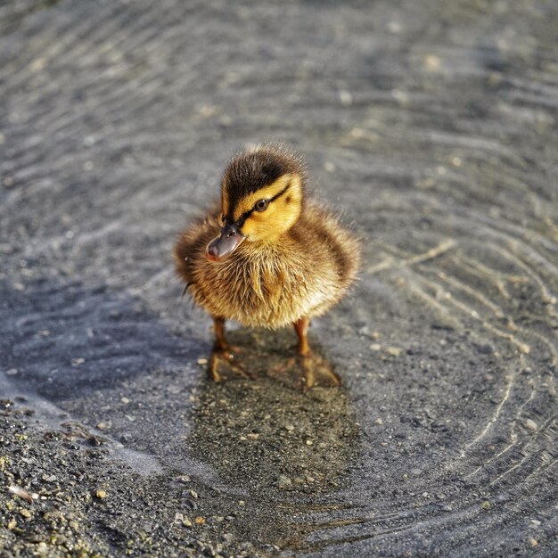 写真 湖で泳ぐアヒル