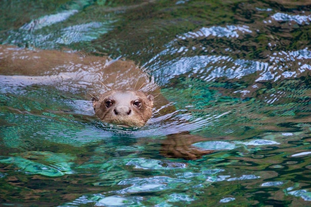 写真 湖で泳ぐアヒル