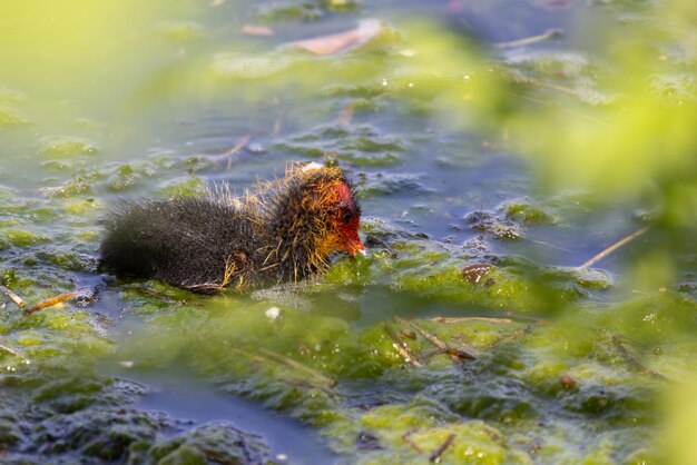 写真 湖で泳ぐアヒル