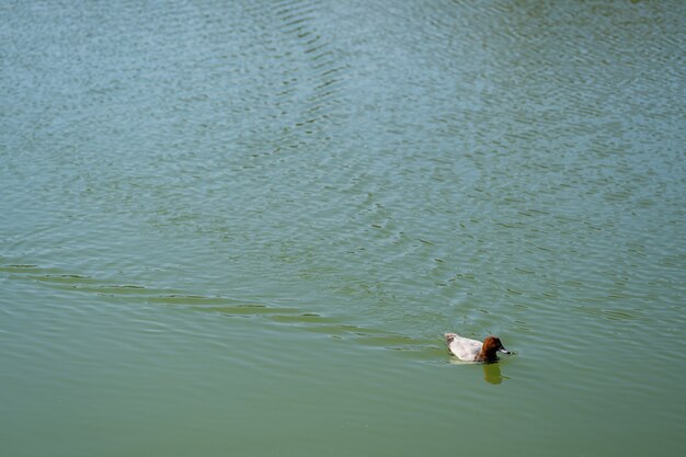 Duck swimming in lake water