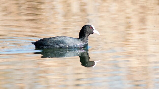 a duck swimming in a lake with the reflection of it in the water