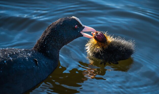 Duck swimming in a lake