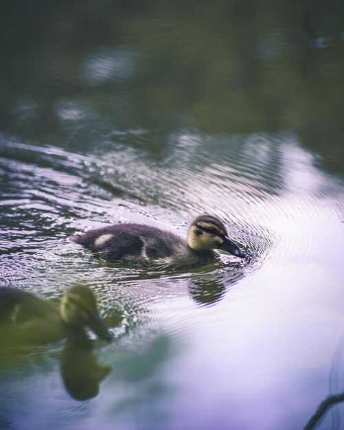 Photo duck swimming in lake