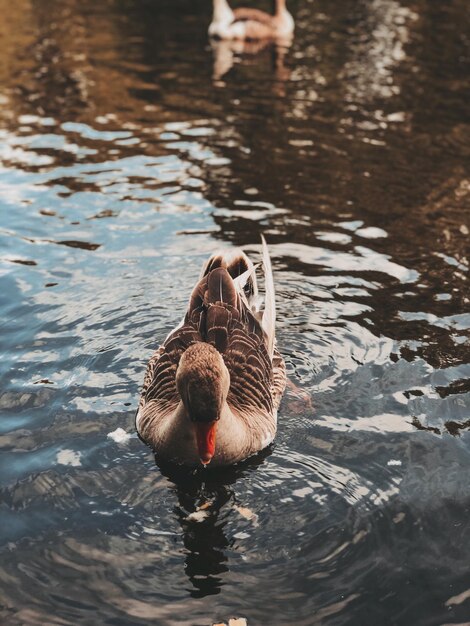 Photo duck swimming in lake