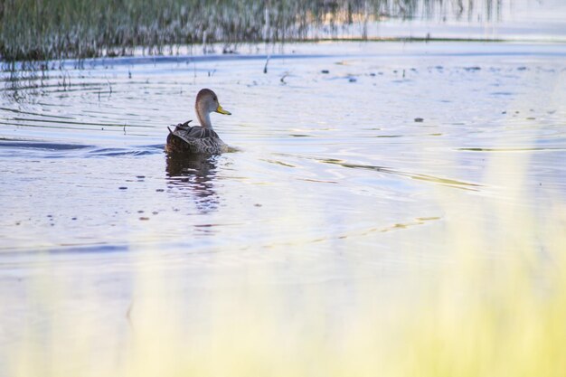 Photo duck swimming in a lake