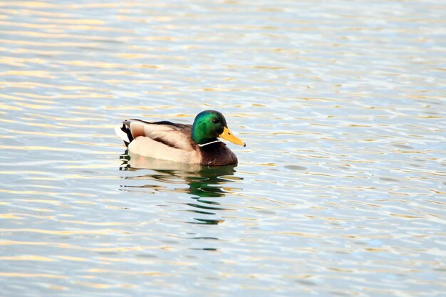 Photo duck swimming in lake