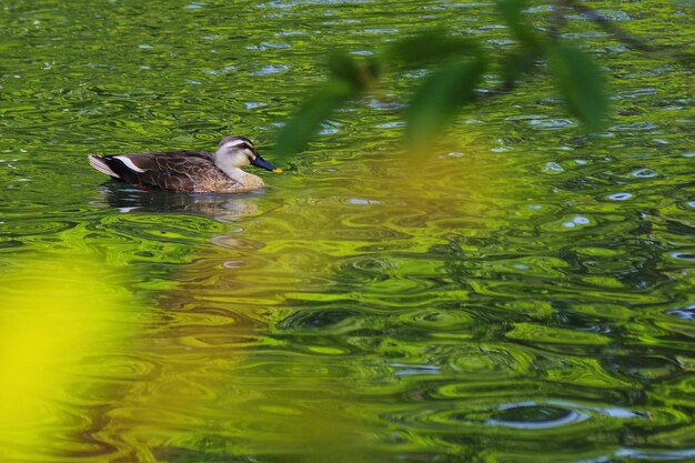 Foto anatra che nuota nel lago