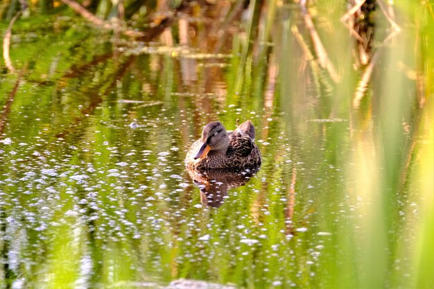 Foto anatra che nuota nel lago