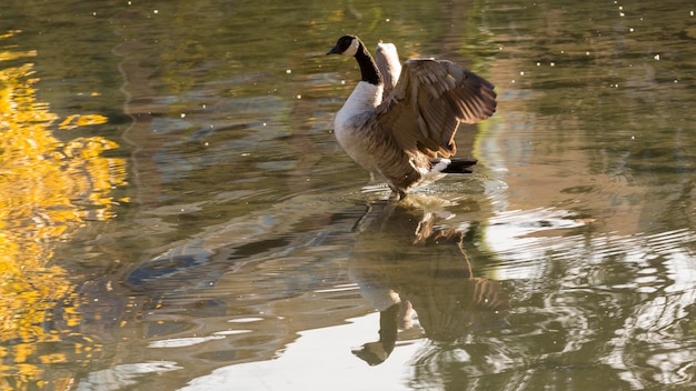 Photo duck swimming in lake