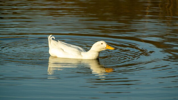 Duck swimming in lake