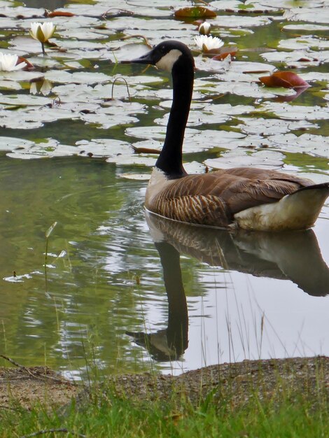 Duck swimming in lake