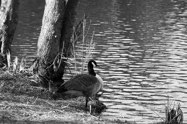 Photo duck swimming on lake