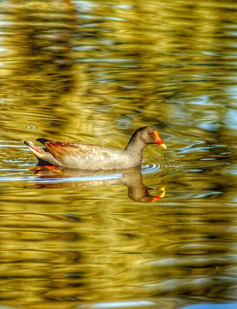 Photo duck swimming in lake