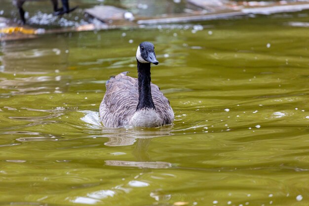 Duck swimming in a lake